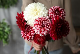 ダリアをきれいなドライフラワーにするには？おすすめの方法