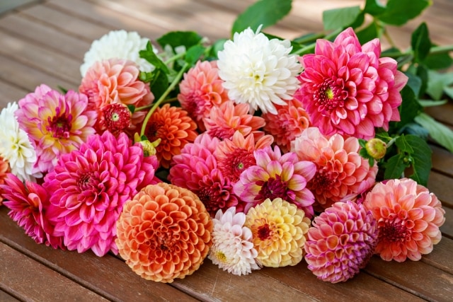 ダリアはどんな花？