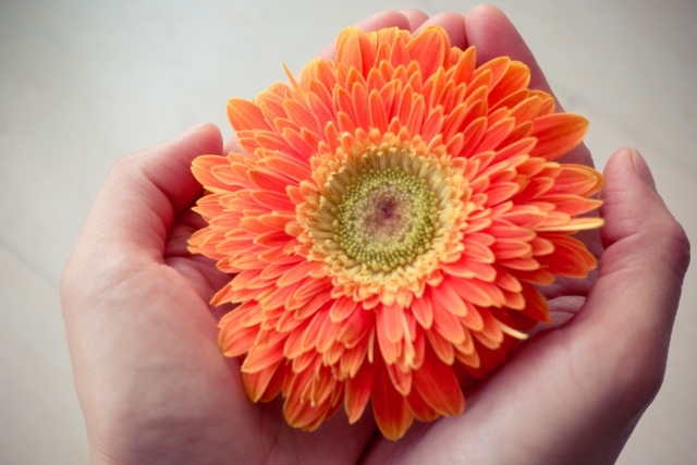 ガーベラの押し花の楽しみ方