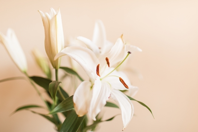 ユリはどんな花？