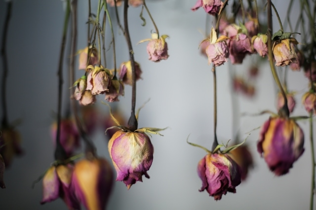 バラの花束を美しく残すには？