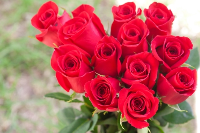 ダズンローズとは?意味や由来、おすすめの取り入れ方を紹介