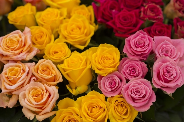 バラの色別の花言葉は？