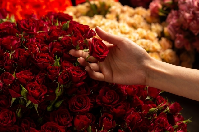 赤い薔薇の花言葉とは？