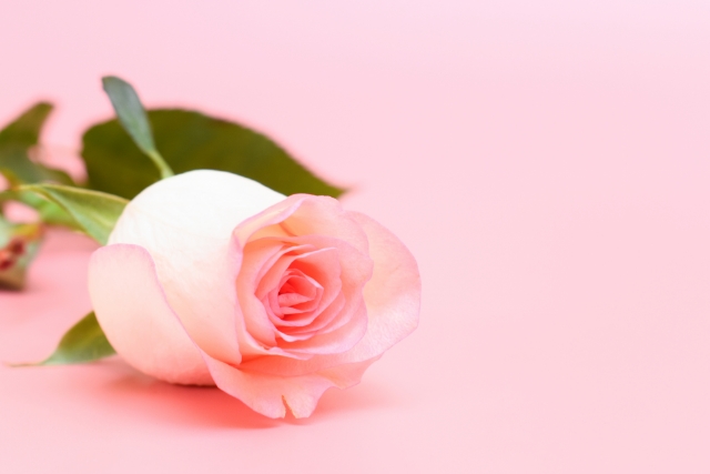 1本のバラは色選びも重要!色に込められた花言葉とは?