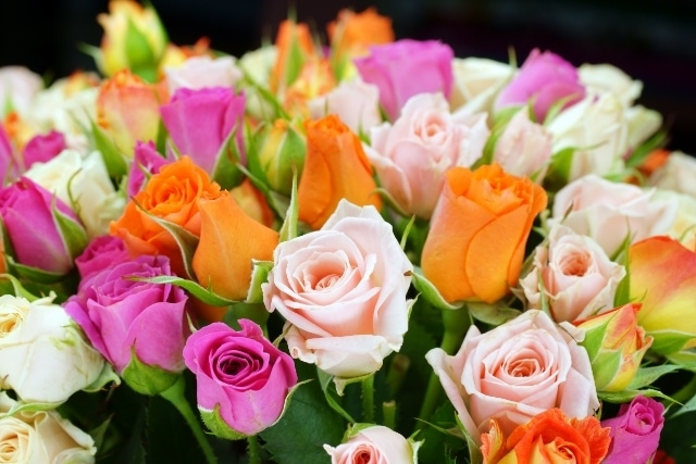 バラは色でも意味が変わる!バラの色別花言葉とは?