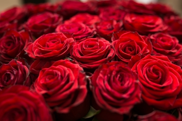 赤い薔薇を美しいまま記念品に！シンフラワーの保存加工とは？