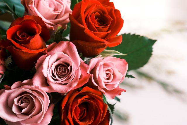 バラのプリザーブドフラワーの特徴は？選び方や贈り方のポイント