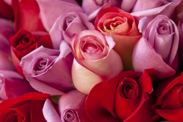 バラと合わせやすいおすすめの花は？