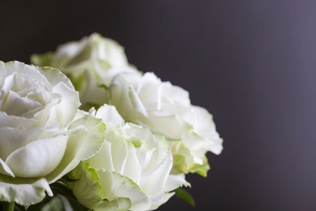 プロポーズで白いバラを贈ってもいい？