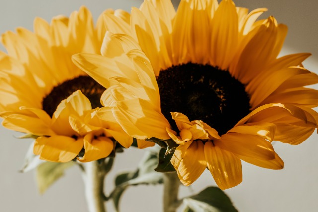 【季節別】誕生日のプレゼントに喜ばれるおすすめの花と花言葉