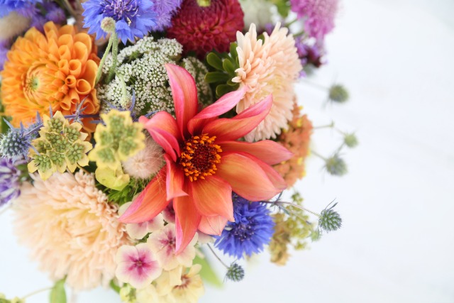 【9月の誕生花一覧】365日の花言葉とプレゼントに喜ばれる人気の花を解説