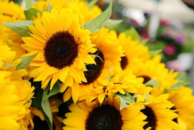 【1日〜31日】8月の誕生花・花言葉一覧表