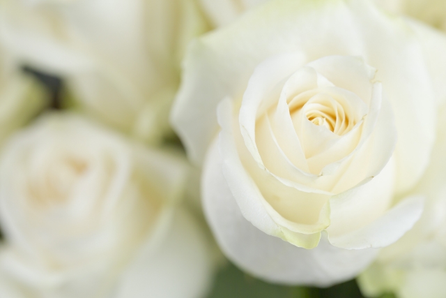白い薔薇の魅力と花言葉(「純潔」や「尊敬」)