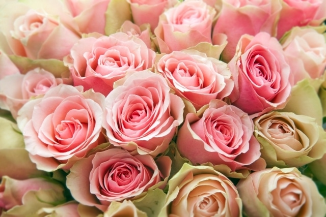 【本数別】ピンクの薔薇が持つ意味とおすすめのギフトシーン5選