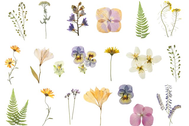 白い背景に並べた、色とりどりの押し花と葉
