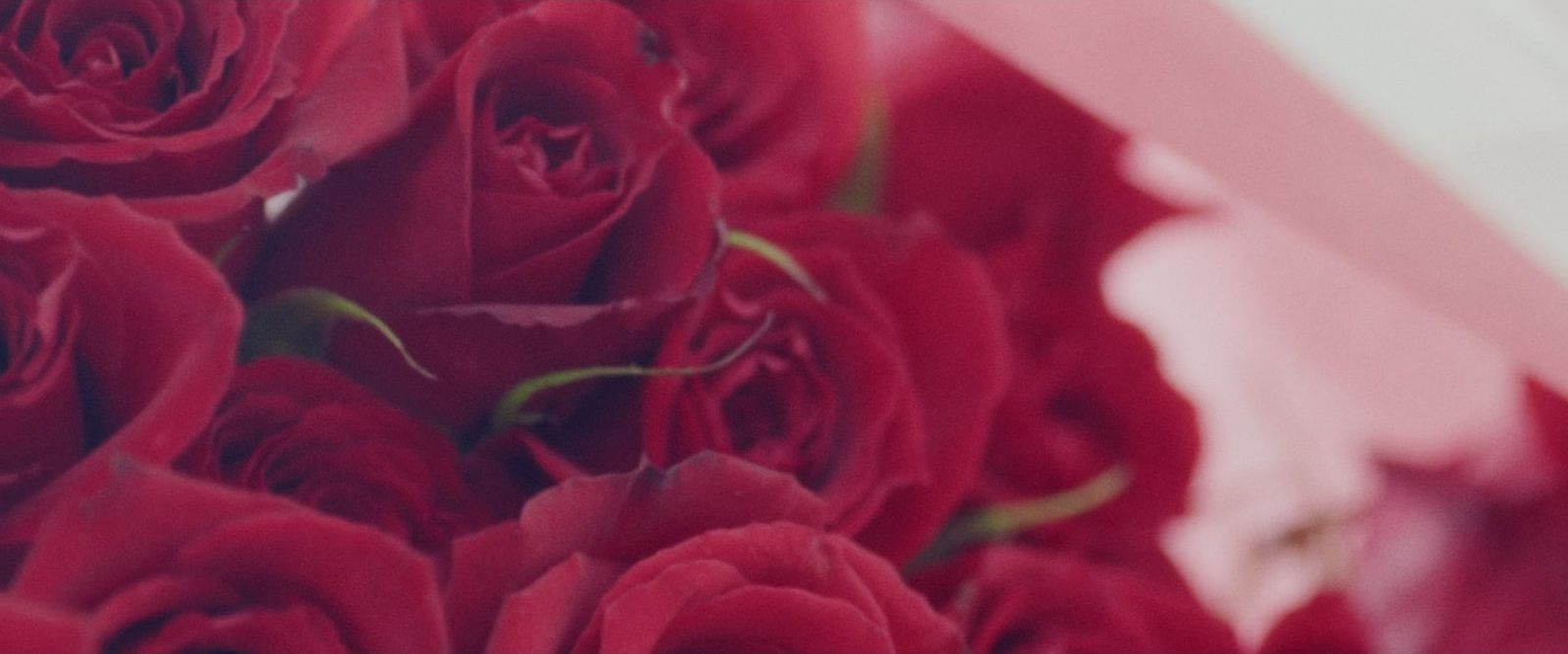 色鮮やかな赤いバラの花束